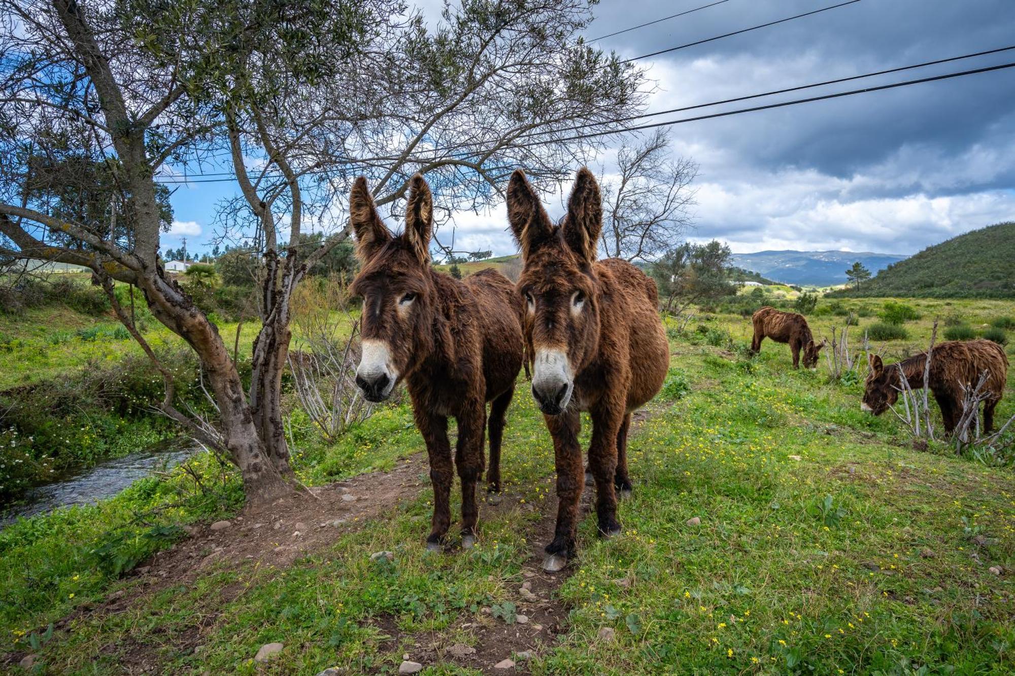 Burro Ville By Host Wise Портиман Экстерьер фото
